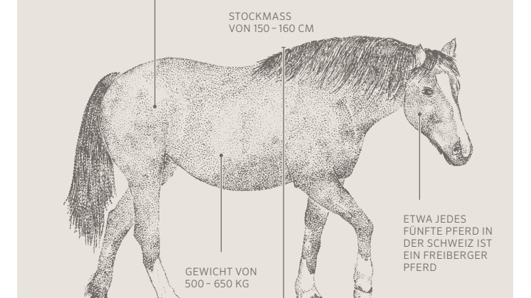 Factsheet zu den Freiberger Pferden