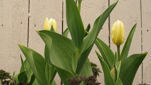 Blomsterlöksplantering i Mästarrabatten 2010