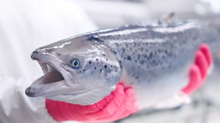 Både Moterey Bay Aquarium og WWF anbefaler ASC-sertifisert laks