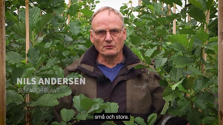 Bästa planteringstiden är nu under hösten.