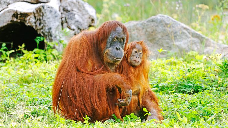 Furuvik orangutang