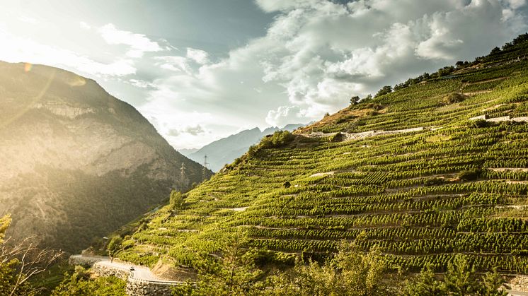 Weinberg in Visperterminen, Wallis (c) Valais/Wallis Promotion - Christian Pfammatter
