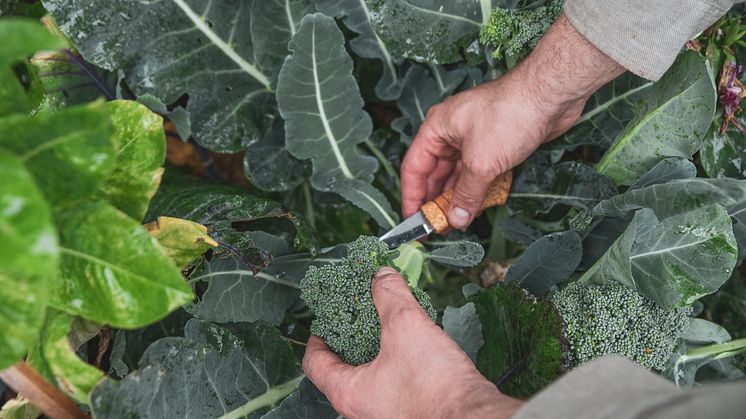 (NYTT) 157 broccoliskörd.jpg