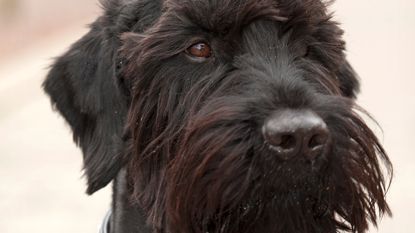 Ärftlig sköldkörtelsjukdom utforskas genom hundgenetik