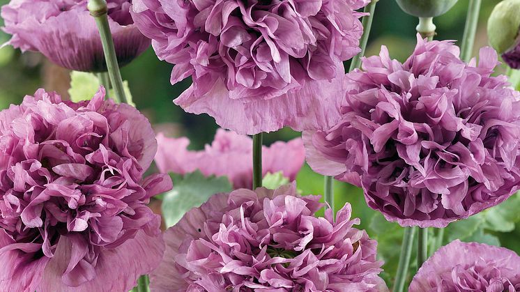 BL_Pionvallmo-Violetta-Blush_327691
