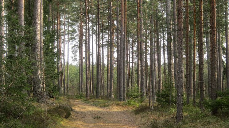 Tionde plats i Sveriges bästa trädbild - Urban Imberg
