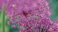 Mästarrabattens lökblommor 2006