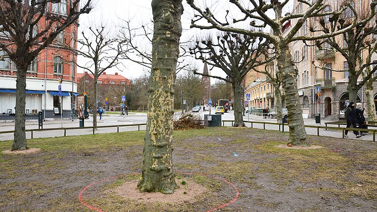 Inför flytten kommer man att rotbeskära de sex platanerna och två lindarna på Clemenstorget. Foto: Jurate Paulsson, Lunds kommun.