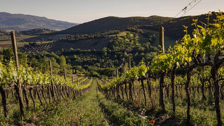 San Polo Vignavecchia i Montalcino