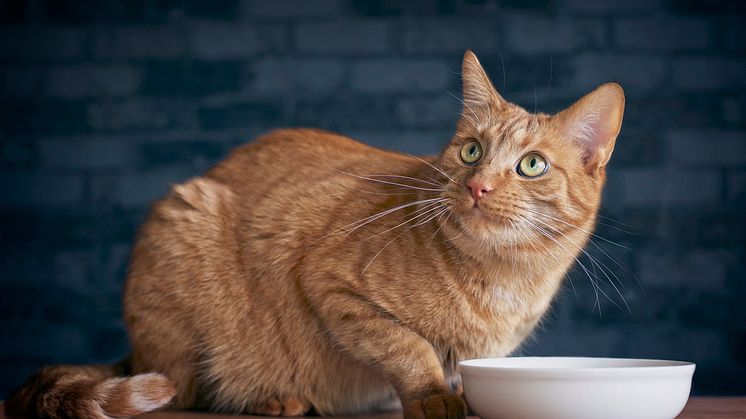 Cat drinking_Credit-Lightspruch  Stock photo ID-112966508