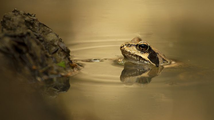 Vanlig groda (Rana temporaria). Foto: Giuliano Petreri. 