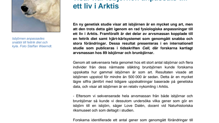 Storskalig kartläggning av dna visar hur isbjörnen anpassats till ett liv i Arktis