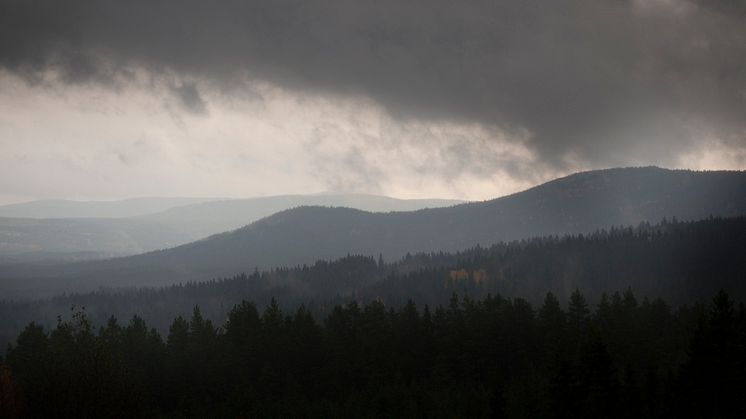 OMskogen - Ett projekt om plats, identitet och kulturarv