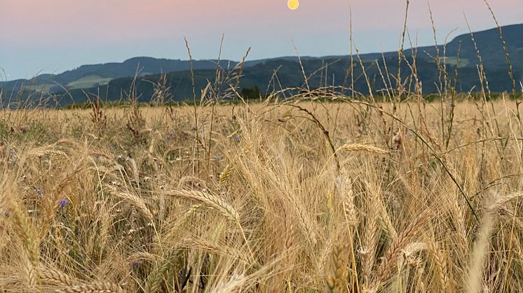Biodiversität im Getreidefeld (Foto: Lin Bautze)