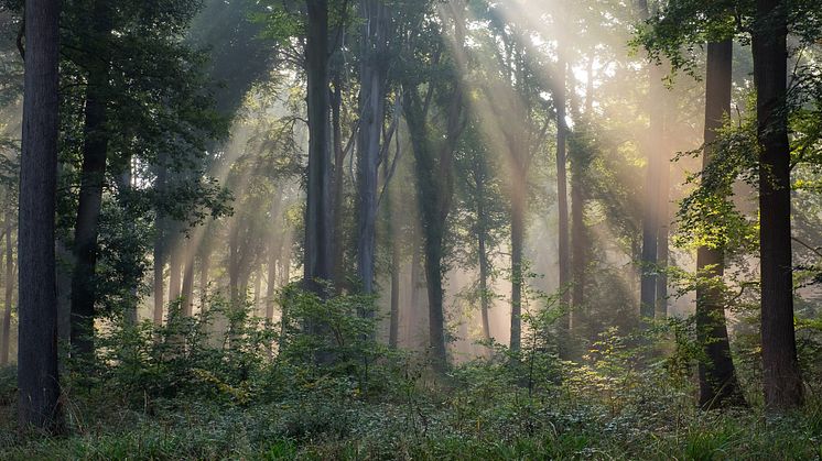 We chose to symbolise the forests of our planet on the cover of the Sustainability Report with a picture of the Pont-Sainte-Maxence forest in northern France taken by one of our own employees.