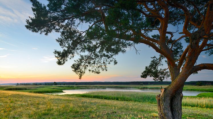 Schwedt Oder Schwedt Nationalpark Unteres Odertal © Francesco Carovillano