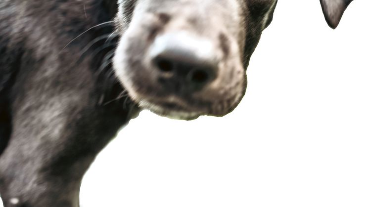 Skynda att leva - Kapitalet