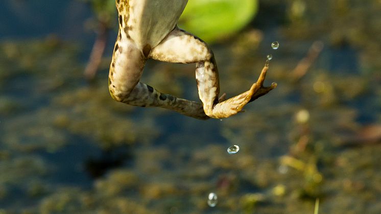 Amphibia – att leva på hoppet. Pressbild 4