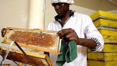 Honey Bees blev vinnare av Nestlés Creating Shared Value Pris 2014
