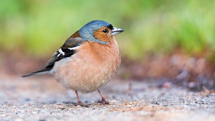 Der Buchfink ist einer der häufigsten Vogelarten in Mitteleuropa.