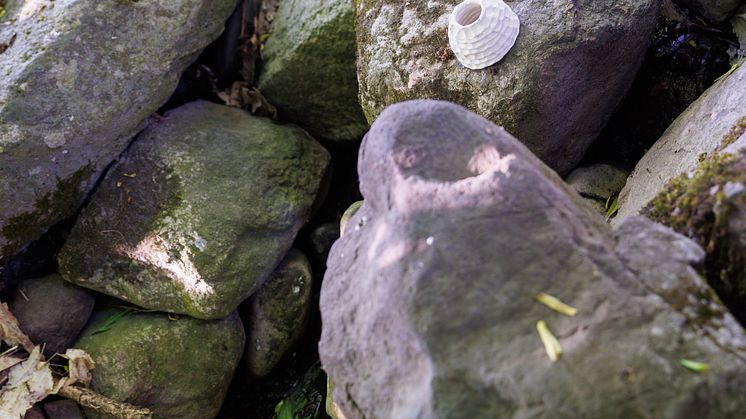 Dolmen_Pettersen-8