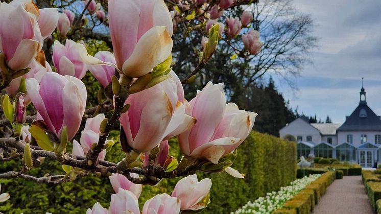 Magnoliaprakt vid Villa Abelin
