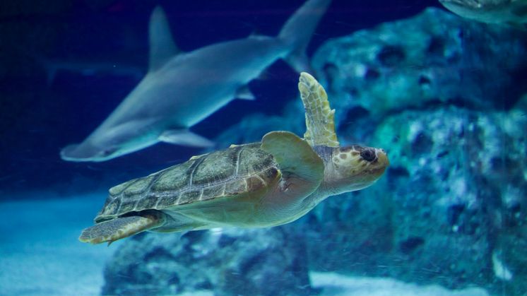 Danmarks eneste havskildpadde flytter ind på Den Blå Planet