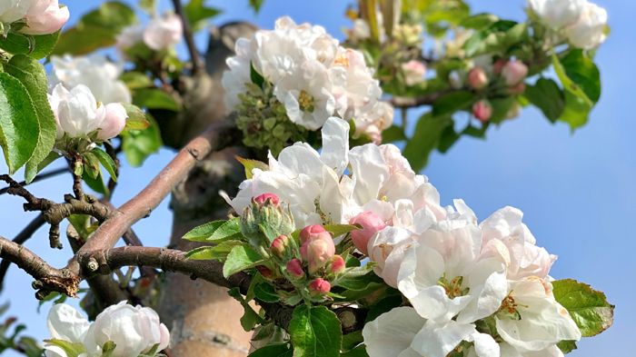 Äppelblomning 