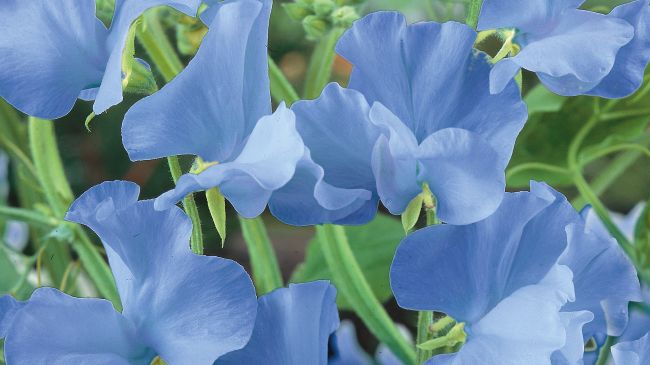 14. 'Tommy' - Blomsterlandet