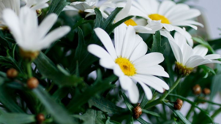 Månadens blomma – juni 2011