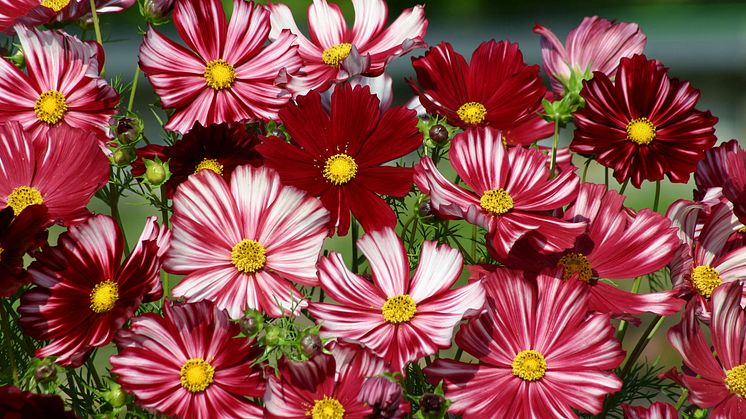 BL_ Cosmos-bipinnatus-Velouette_327684