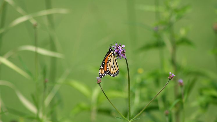 OrangeMonarch Butterfly