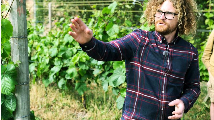 Vinbonden Victor Dahl på Kullabergs vingård
