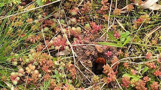 Stenhumledrottning bygger övervintringsbo på grönt tak i Västra hamnen. 