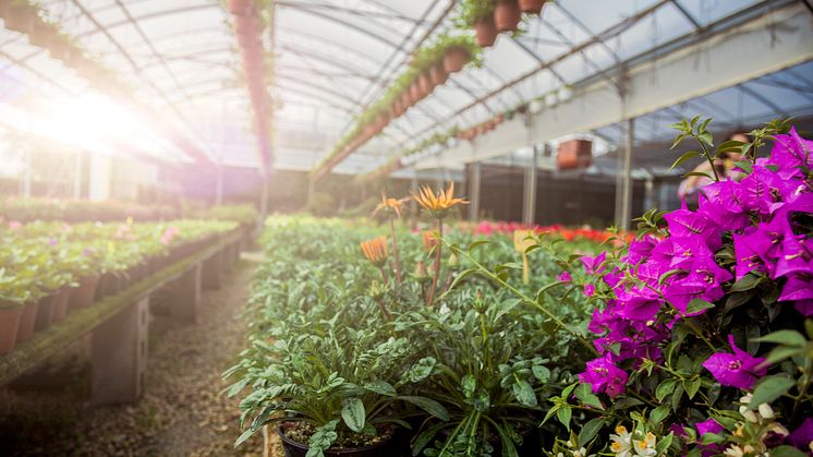 Strøm er en stor utgiftspost for Plantasjens utsalgssteder. Å finne en kompetent leverandør er derfor avgjørende.