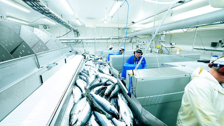 salmon processing in Norway