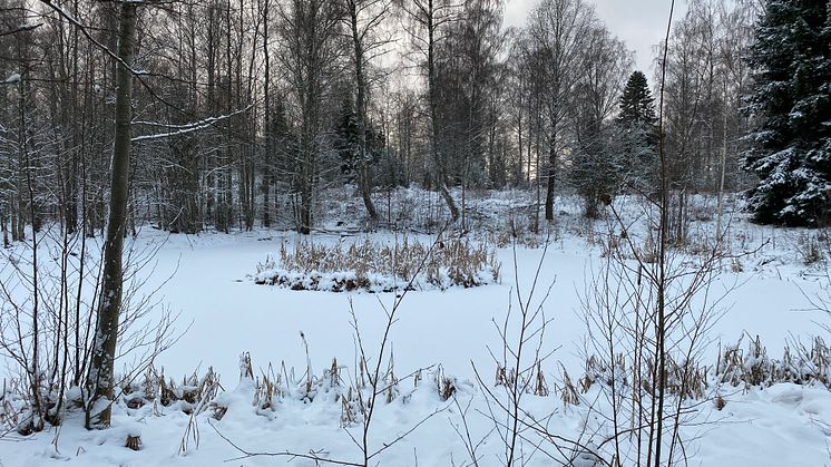Korstorpsdammen i Mariestad. Hem för fridlysta groddjur och trollsländor. Foto: Länsstyrelsen i Västra Götaland