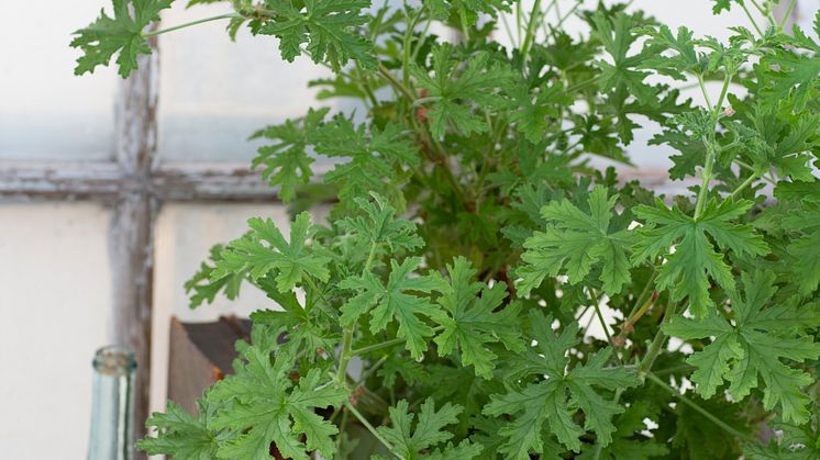 2 Dr Westerlunds Blomma / Rosengeranium, Pelargonium Doftpelargon-Gruppen ’Graveolens’ Grönt Kulturarv G358