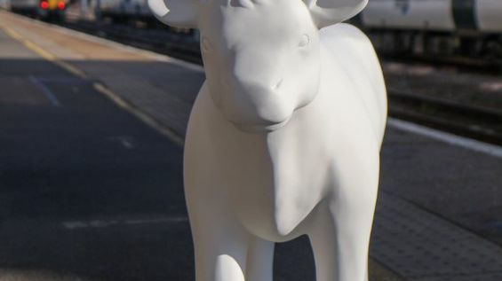 Cows about Cambridge