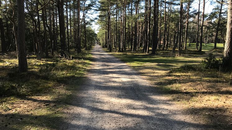 I slutet av september påbörjas arbetet med den nya motionsslingan i Tylösand. Den två kilometer långa slingan kommer att belysas för att möjliggöra motion även under dygnets mörka timmar. 