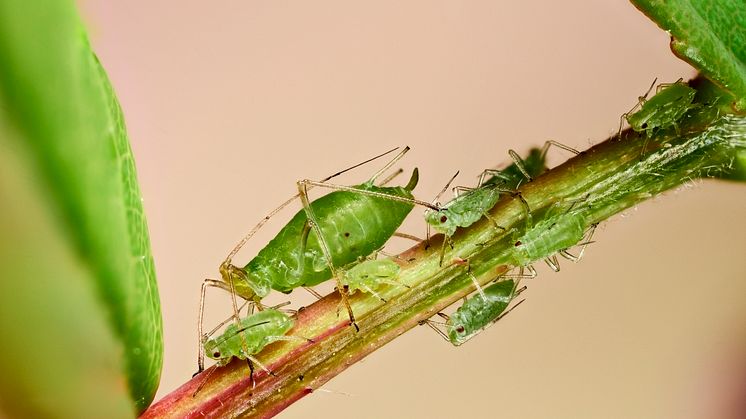02_Aphids on rose_Neudorff.jpg