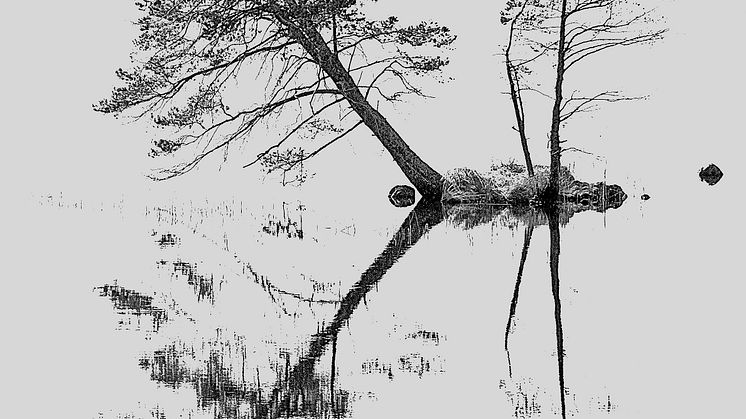 3:e plats i Sveriges bästa trädbild 2014