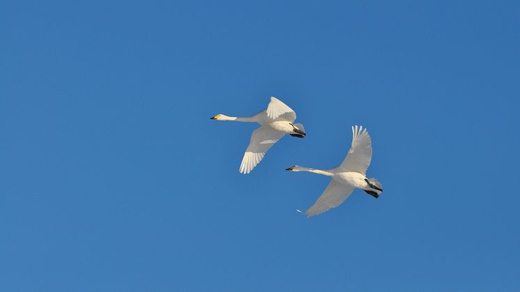 Die Singschwäne sind wieder im Nationalpark Unteres Odertal unterwegs! Foto: Milena Kreiling.