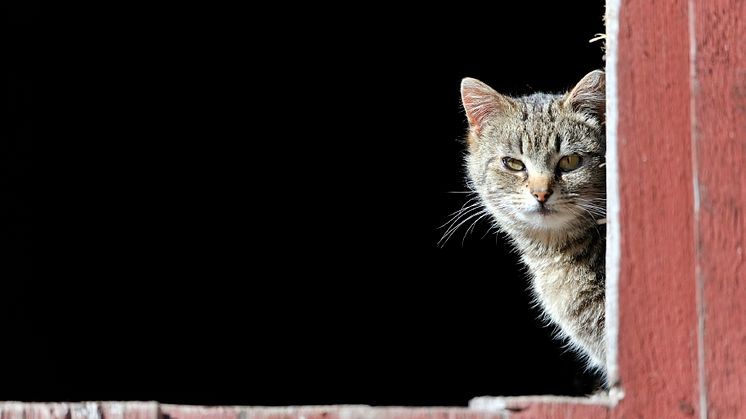 Genrebild katt. Foto: Mikael Svensson, Skandinav bildbyrå.