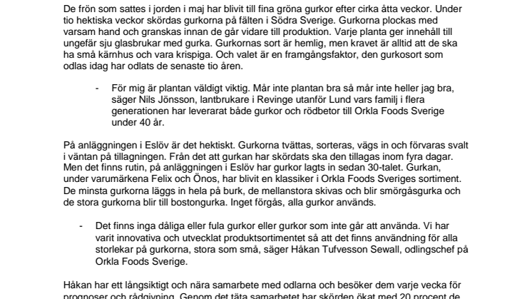 8 000 ton gurkor blir till 80 olika goda gurkinläggningar
