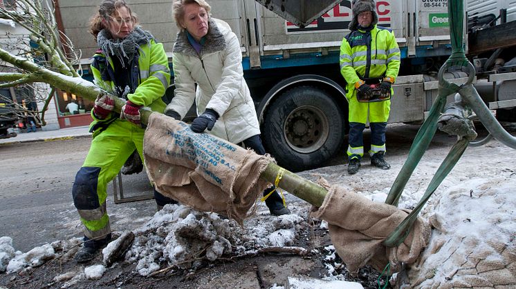 Ulla Hamilton (M): Nya träd planterade på Regeringsgatan i Stockholm