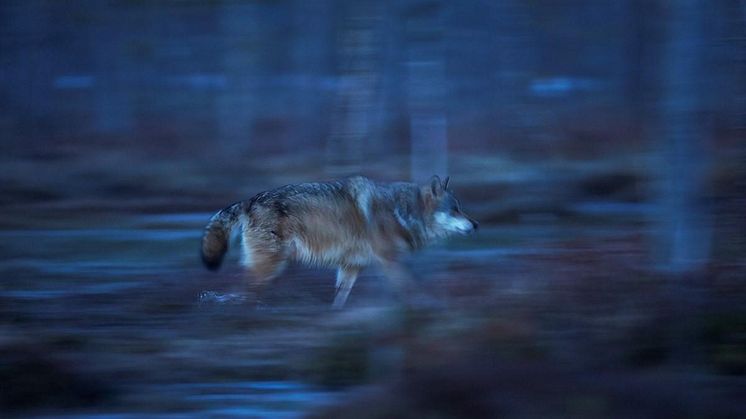 Ulvetider - en utstilling om konflikter rundt ulv, åpner på Anno Norsk skogmuseum. Foto: Bård Næss