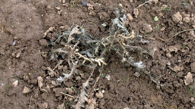 05_Creeping thistle_treated_with_WeedFree Plus_Neudorff.jpg