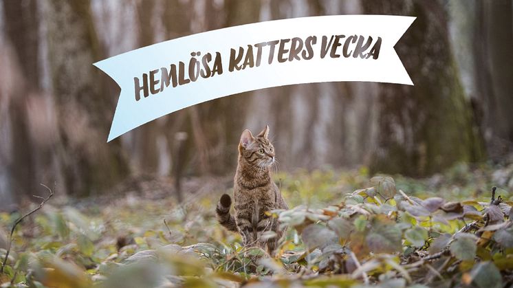 ​Idag startar Hemlösa katters vecka – rekordmånga katthem engagerar sig!