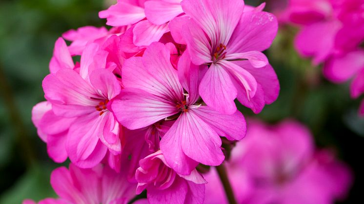 Pelargonium ´Knapa-Trädet´